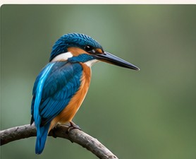 Colorful kingfisher for bird watching in Chitwan