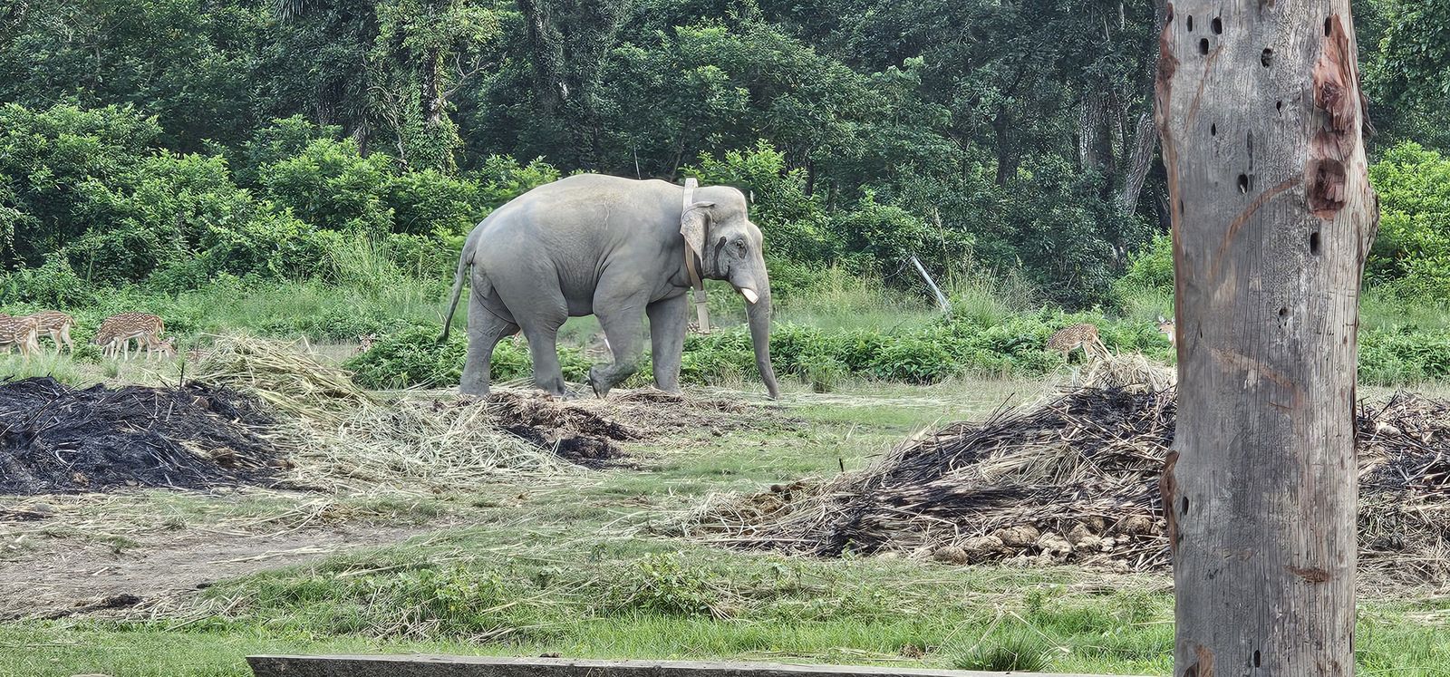 One-horned rhinoceros in the Chitwan landscape