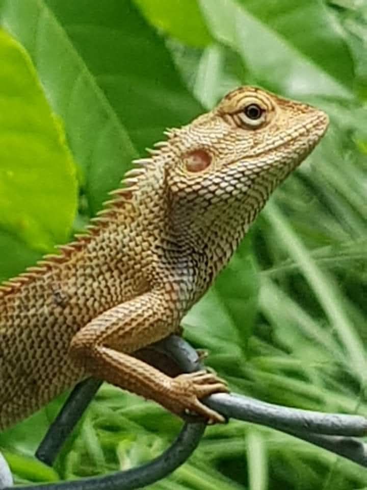 Reptile spotted during a nature experience