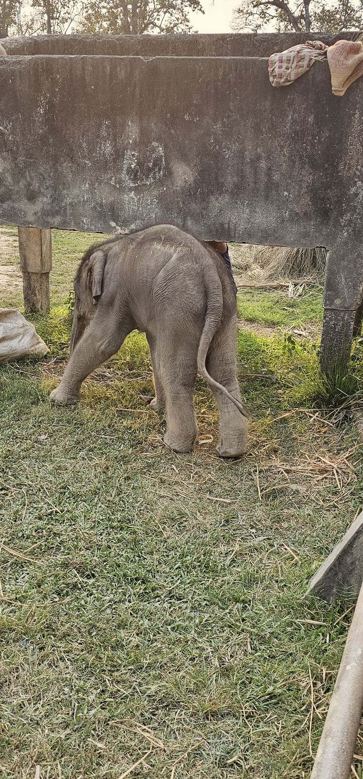 Elephant encounter in the Chitwan area