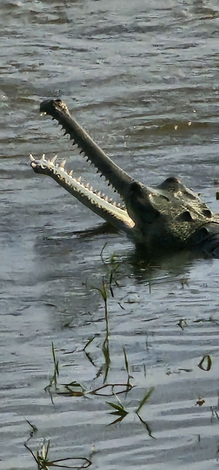 Gharial crocodile along the river