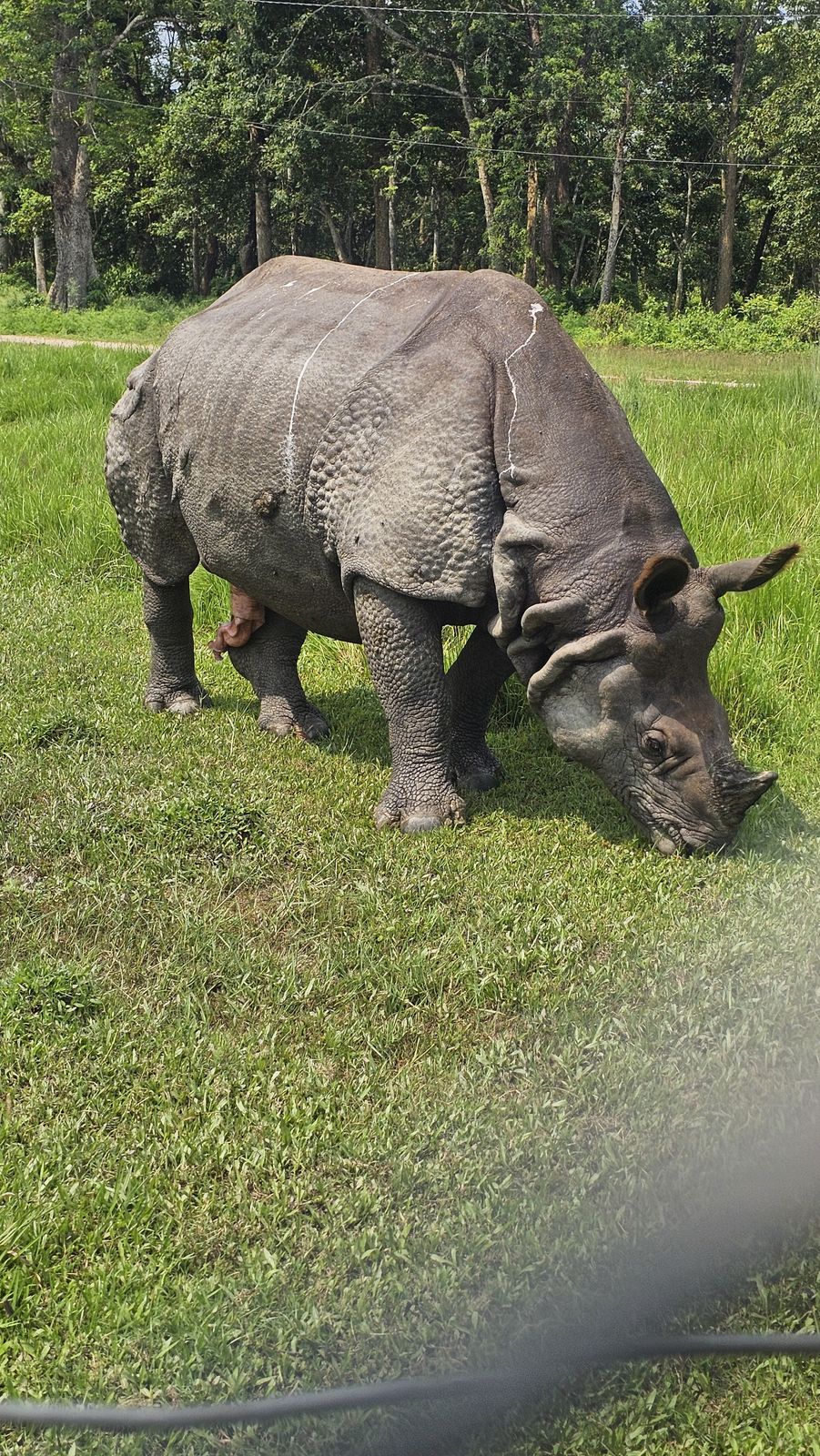 One-horned rhinoceros in the wild