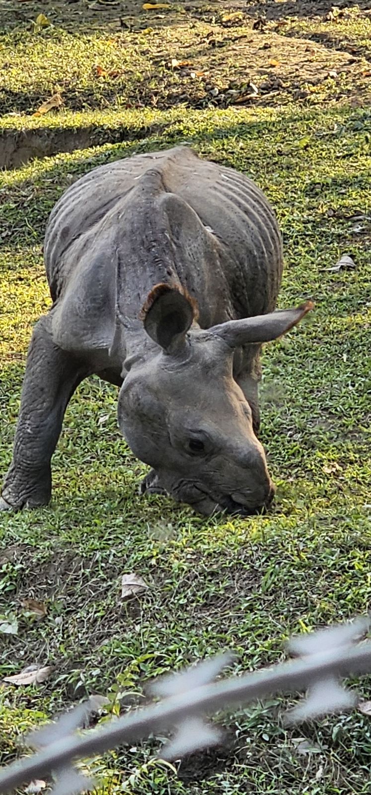 Rhinoceros grazing in the Chitwan landscape