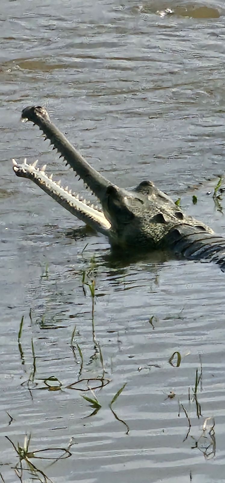 Gharial crocodile by the river