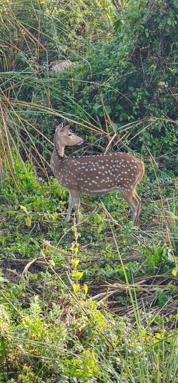 Spotted deer spotted in the jungle near Chitwan National Park