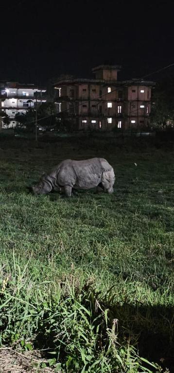 One-horned rhinoceros grazing at night near Sauraha