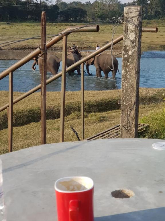 One-horned rhinoceros near Sauraha